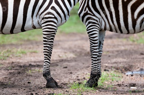Preview: Two zebras standing side by side showcasing their striped patterns