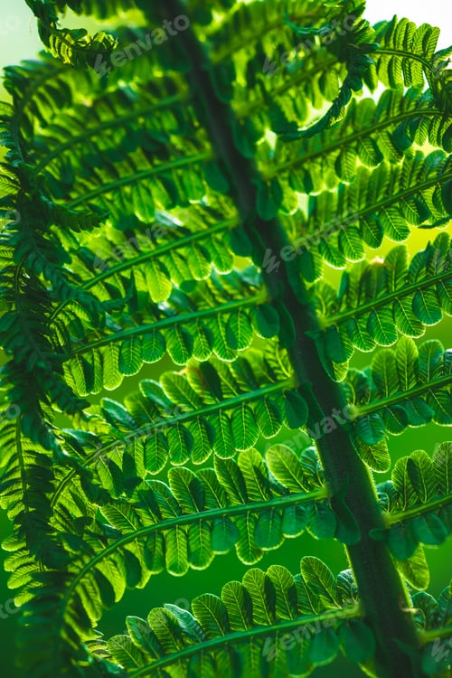 Preview: fern in backlight, curl of leaves, forest plants and natural background, vibrant texture