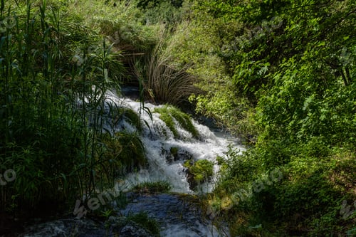 Preview: River in a green forest