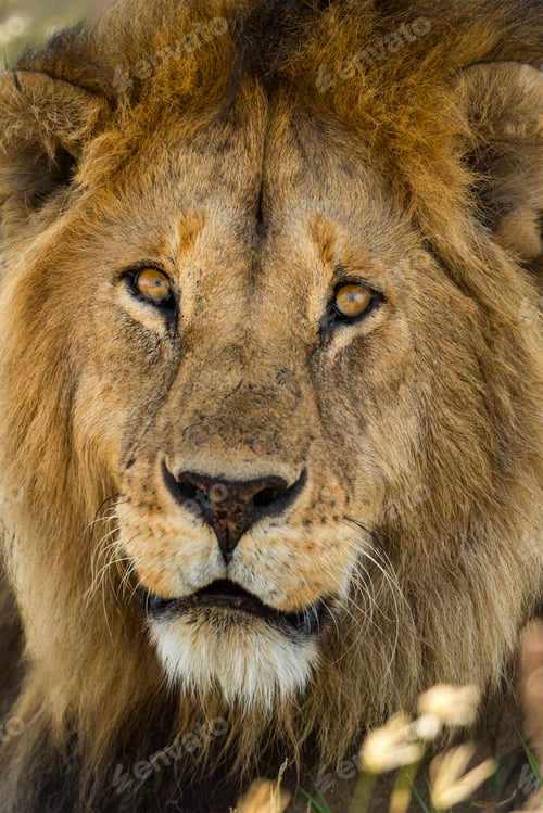 Preview: Close-up of a Lion, Serengeti, Tanzania, Africa