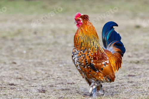 Preview: Beautiful male Junglefowl (Gallus gallus) standing
