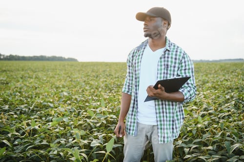 Preview: African American male farmer in soybean field at sunset.
