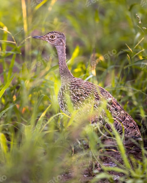 Preview: Red crested Korhaan