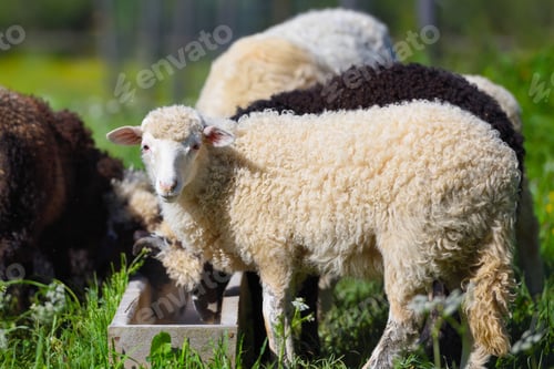 Preview: Sheep in nature on meadow. Farming outdoor.