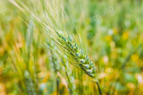 Preview: Ears of ripe wheat grown in an orchard.