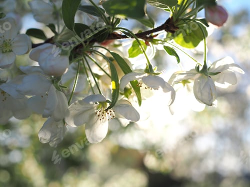 Preview: White Blossoms and Fresh Green Leaves in Spring