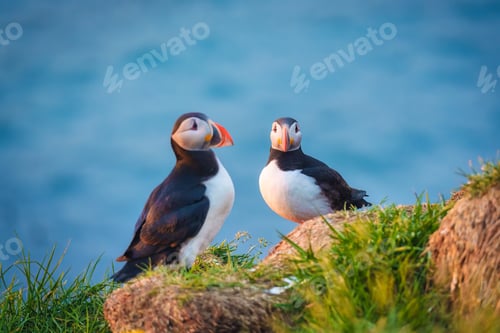 Preview: Atlantic Puffin bird or Common Puffin living on coastline during the breeding season