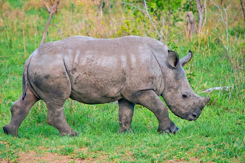 Preview: White Rhinoceros, Kruger National Park, South Africa