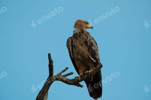 Preview: Majestic hawk bird perched atop a tree branch against a vibrant blue sky