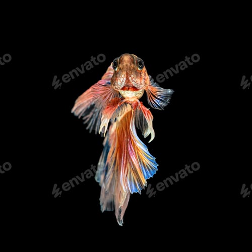 Preview: Movement beautiful of colorful siamese betta fish or half moon betta splendens fighting fish