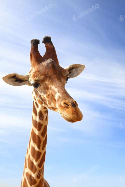 Preview: Giraffe closeup portrait with blue sky as background