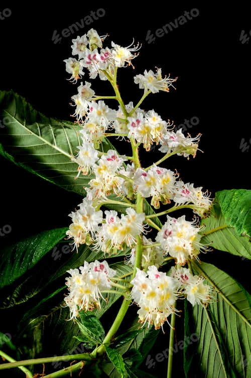 Preview: Blooming chestnut tree flowers on a black background