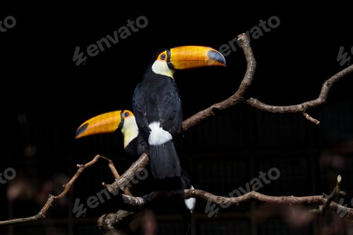 Preview: Selective focus shot of toucans on a tree branch with a black background