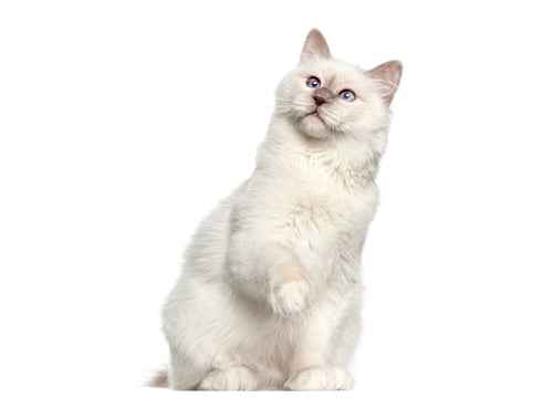 Preview: Birman cat kitten raising paw and looking up on white background