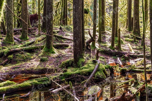 Preview: Sunlit Forest Near Rice Lake in North Vancouver British Columbia Canada