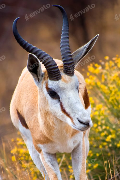 Preview: Springbok, Khama Rhino Sanctuary, Botswana