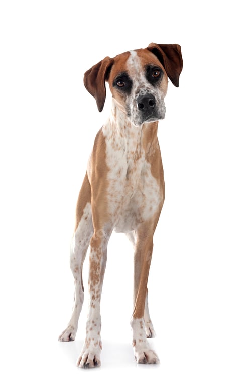 Preview: mixed-breed in studio