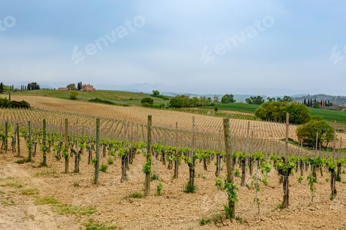Preview: Rolling vineyards create a picturesque landscape under overcast skies in Tuscany