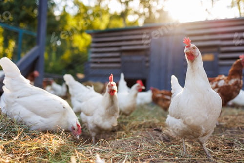 Preview: Chickens looking for food in a sunny farm yard, concept of raising eco chicken on a poultry farm