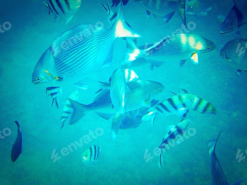 Preview: More fish in the ocean. Enjoyed scuba diving
