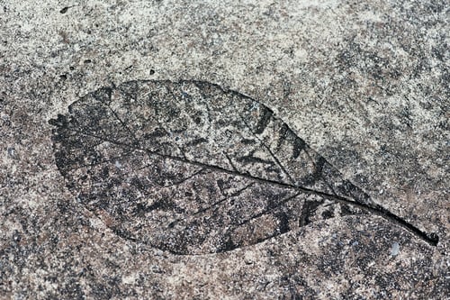 Preview: The leaf print on the rough cement floor