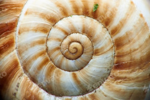 Preview: Snail shell as a background