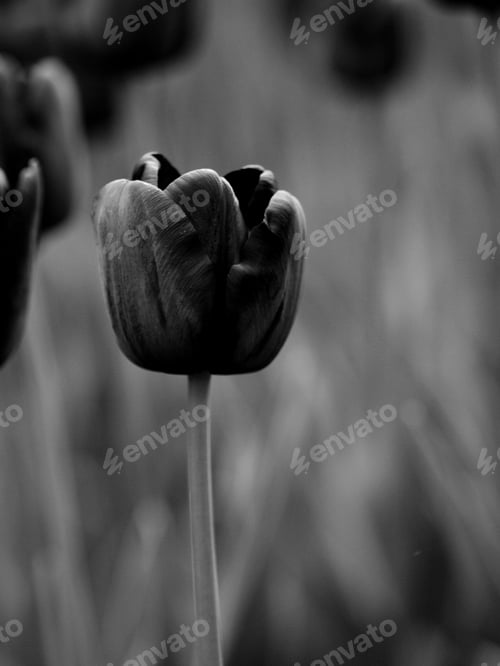 Preview: Tulips