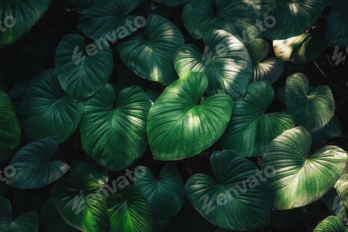 Preview: Close up tropical Green leaves texture and abstract background., Nature concept., dark tone.
