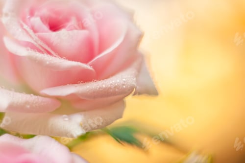 Preview: beautiful garden rose with drops of water
