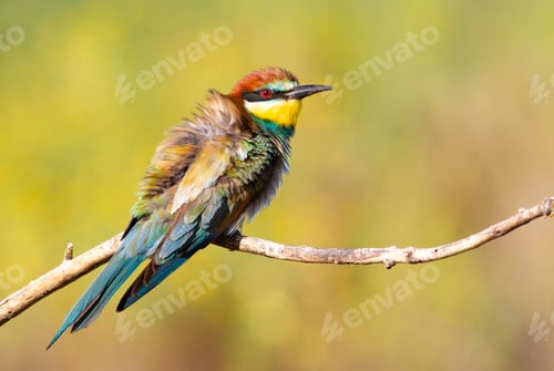 Preview: European bee eater, Merops apiaster. The bird sits on a branch and ruffled its feathers