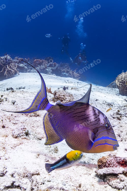 Preview: Tropical fish undersea with divers in background