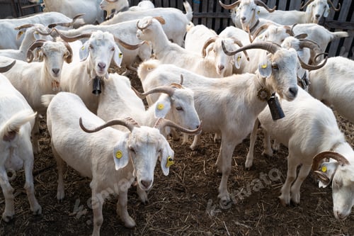 Preview: Goats standing in their enclosure in the goat farm