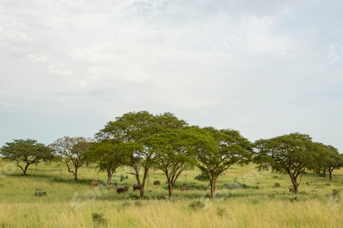 Preview: Elephants in grass landscape, Uganda