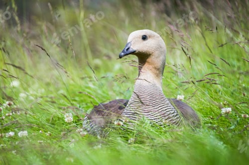 Preview: Upland goose (aka Magellan goose, Chloephaga picta), Tierra Del Fuego National Park, Ushuaia, Patago