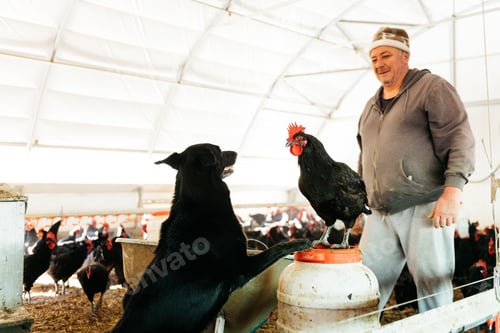 Visualização: Criador de gado positivo com cachorro preto e galinhas em abrigo de aves