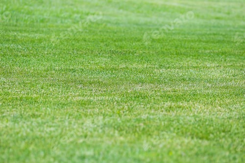 Preview: Fresh spring green grass texture or background.