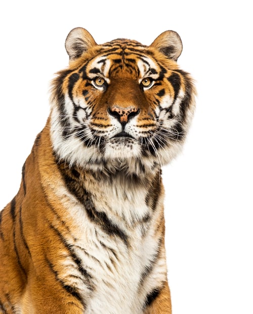 Preview: Close-up on a male tiger looking at the camera, big cat