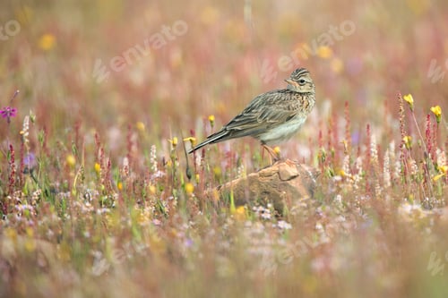 Preview: Wild Crested lark bird on rock between plants