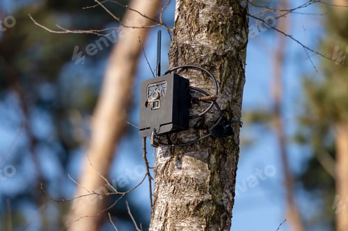 Preview: Camera Trap Set Up In Forest Tree