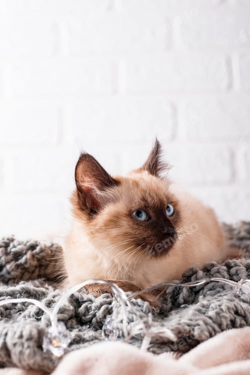 Preview: Little funny kitten on knitted plaid