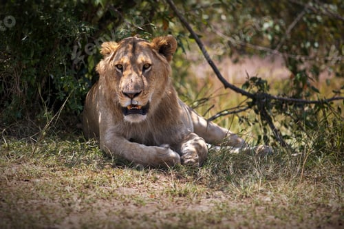 Preview: Lion in Maasai Mara, Kenya during daylight