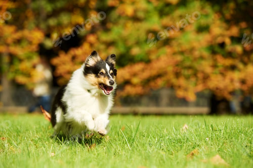 Preview: sheepdog, hairy, dogs, furry, dog, pets
