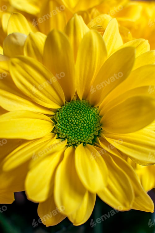 Preview: Vertical shot of Black-eyed-Susan flower with bright yellow petals
