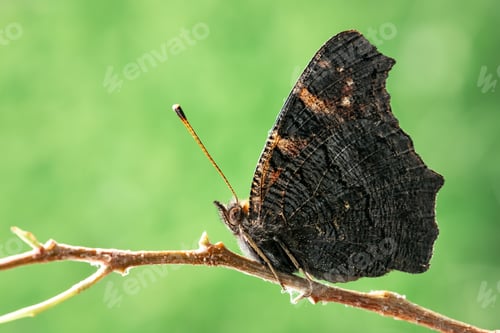 Preview: Closeup butterfly on twig on green background