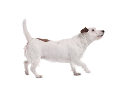 Preview: Cute dog walking on white background. Adorable pet