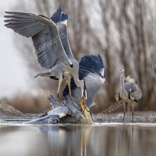 Preview: Two Grey herons fighting