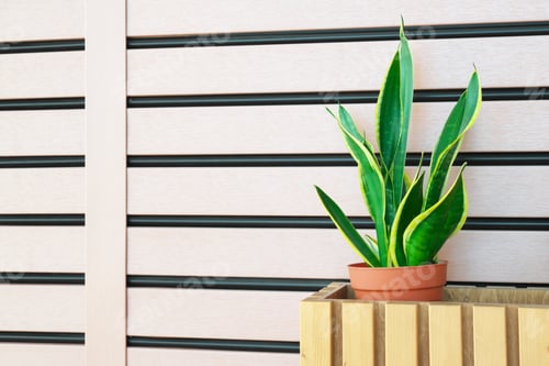 Preview: Green growing plant in wooden pots.
