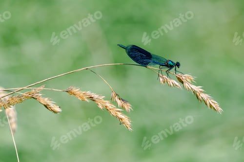 Preview: Macro photo of a meadow stream damselfly insect