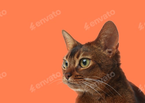 Preview: Beautiful Abyssinian cat on pale orange background