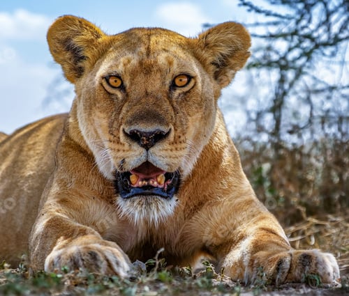 Preview: A Best wildlife tours in the world
